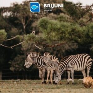 BIJEG NA BRIJUNE, Hotel Istra 3* - otkrijte svijet flore i faune uz 2 noći s ... – Jadran ponuda